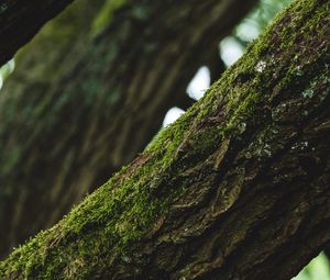 Preview wallpaper tree, bark, moss, focus