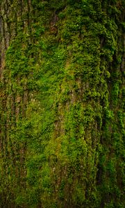 Preview wallpaper tree, bark, moss, texture