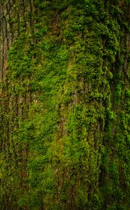 Preview wallpaper tree, bark, moss, texture