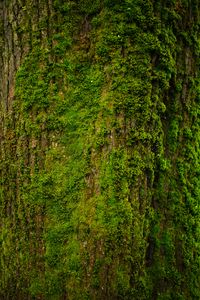 Preview wallpaper tree, bark, moss, texture