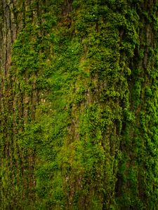 Preview wallpaper tree, bark, moss, texture