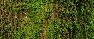 Preview wallpaper tree, bark, moss, texture