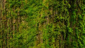 Preview wallpaper tree, bark, moss, texture