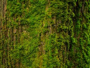Preview wallpaper tree, bark, moss, texture