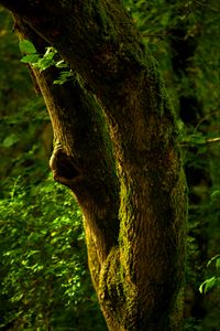 Preview wallpaper tree, bark, moss, forest, nature