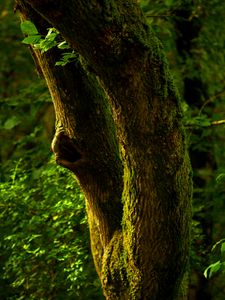 Preview wallpaper tree, bark, moss, forest, nature