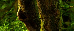 Preview wallpaper tree, bark, moss, forest, nature