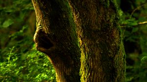 Preview wallpaper tree, bark, moss, forest, nature