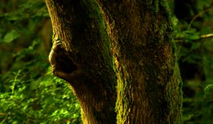 Preview wallpaper tree, bark, moss, forest, nature