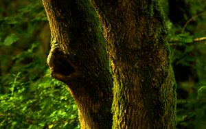Preview wallpaper tree, bark, moss, forest, nature