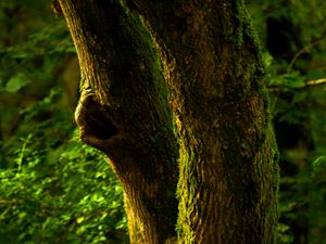 Preview wallpaper tree, bark, moss, forest, nature