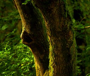 Preview wallpaper tree, bark, moss, forest, nature