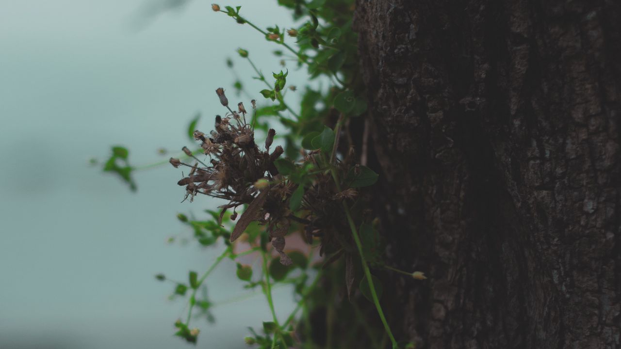 Wallpaper tree, bark, plant, macro, dry