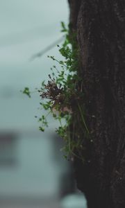 Preview wallpaper tree, bark, plant, macro, dry