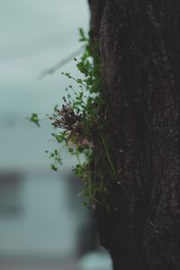 Preview wallpaper tree, bark, plant, macro, dry