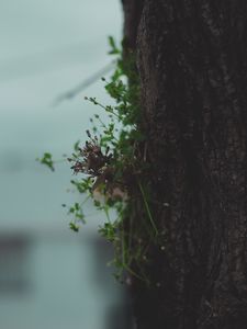 Preview wallpaper tree, bark, plant, macro, dry