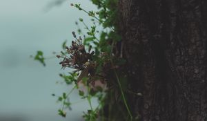 Preview wallpaper tree, bark, plant, macro, dry