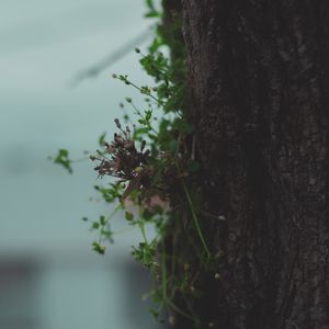 Preview wallpaper tree, bark, plant, macro, dry