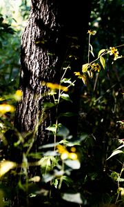 Preview wallpaper tree, bark, plants, flowers, leaves, nature