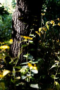 Preview wallpaper tree, bark, plants, flowers, leaves, nature