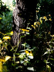 Preview wallpaper tree, bark, plants, flowers, leaves, nature