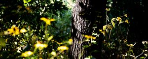 Preview wallpaper tree, bark, plants, flowers, leaves, nature