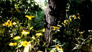 Preview wallpaper tree, bark, plants, flowers, leaves, nature