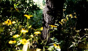 Preview wallpaper tree, bark, plants, flowers, leaves, nature