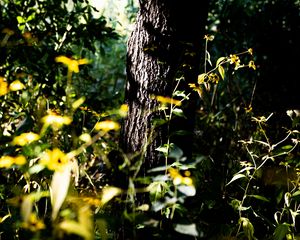 Preview wallpaper tree, bark, plants, flowers, leaves, nature