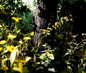 Preview wallpaper tree, bark, plants, flowers, leaves, nature