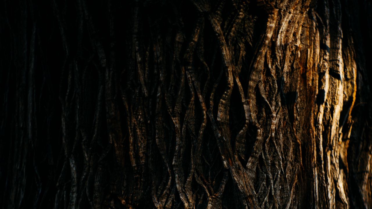Wallpaper tree, bark, relief, texture, shadow, dark
