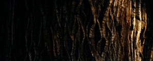 Preview wallpaper tree, bark, relief, texture, shadow, dark
