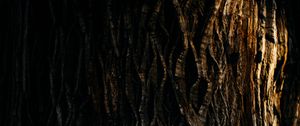 Preview wallpaper tree, bark, relief, texture, shadow, dark