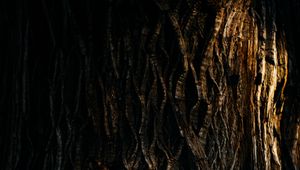 Preview wallpaper tree, bark, relief, texture, shadow, dark
