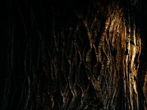 Preview wallpaper tree, bark, relief, texture, shadow, dark