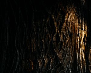 Preview wallpaper tree, bark, relief, texture, shadow, dark