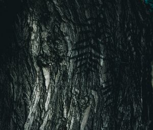Preview wallpaper tree, bark, rough, texture