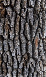 Preview wallpaper tree, bark, surface, rough, texture