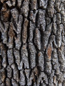 Preview wallpaper tree, bark, surface, rough, texture