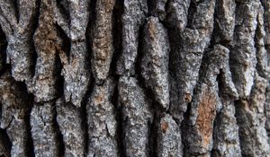 Preview wallpaper tree, bark, surface, rough, texture