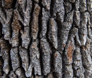 Preview wallpaper tree, bark, surface, rough, texture