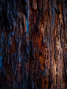 Preview wallpaper tree, bark, texture