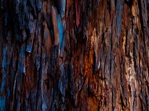 Preview wallpaper tree, bark, texture
