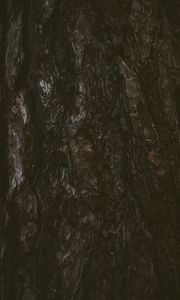 Preview wallpaper tree, bark, texture, relief, dark