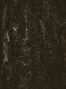 Preview wallpaper tree, bark, texture, relief, dark