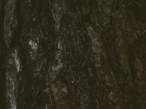 Preview wallpaper tree, bark, texture, relief, dark