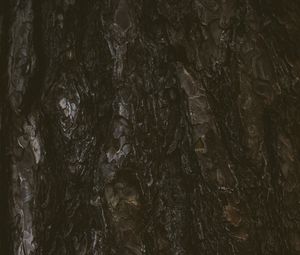 Preview wallpaper tree, bark, texture, relief, dark