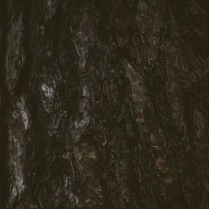 Preview wallpaper tree, bark, texture, relief, dark