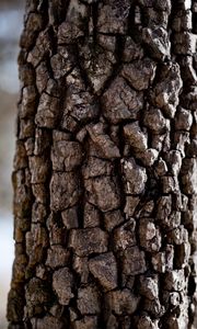 Preview wallpaper tree, bark, texture, macro, brown