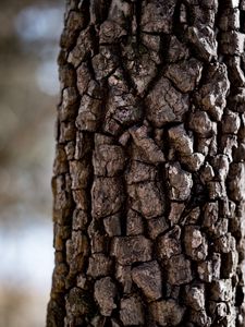 Preview wallpaper tree, bark, texture, macro, brown